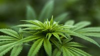 FDNY EMS 911 operator plans to sue city over medical marijuana dispute
