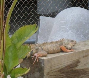 Jason Gibson fed Mojo the iguana to an alligator at the Monroe County Sheriff's Office Animal Farm. (Photo/MCSD)