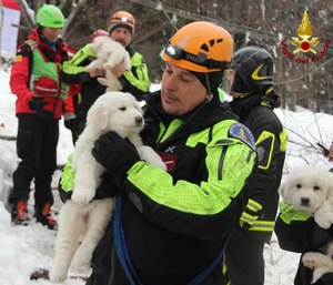 Italian firefighters with rescued puppies.