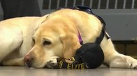 NYPD 2022 K-9 calendar features emotional support dogs for first time