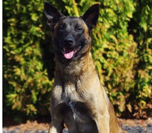 Boise Police K-9 Jardo died days after he was shot during a manhunt.