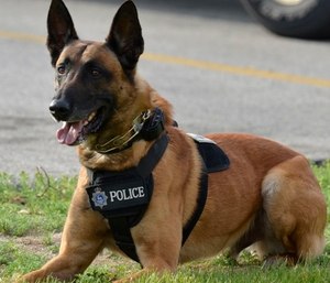 Police are praising proposed legislation that would allow EMS providers to treat police canines injured in the line of duty.