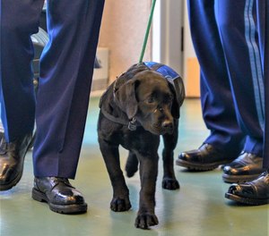 K-9 Luna (Massachusetts State Police via Facebook)