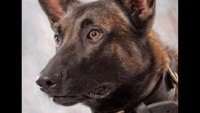 K-9 dies from fall through elevator shaft during search for suspects