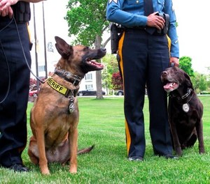 This May 23, 2018, photo shows Luna, a drug-sniffing dog, left, and Hemi, an explosives-sniffing dog, in Galloway N.J., after they won a national competition for police dogs trained to sniff out dangerous or illicit substances.