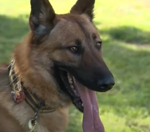 The 1-and-a-half-year-old K-9 is a German Shepherd and Belgian Malinois mix who is assigned to Deputy Marcus Murray.