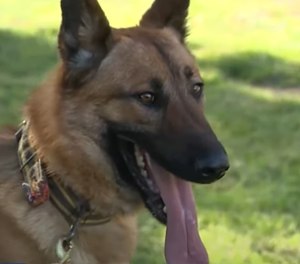 The 1-and-a-half-year-old K-9 is a German Shepherd and Belgian Malinois mix who is assigned to Deputy Marcus Murray.