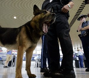 why are dogs used to detect bombs