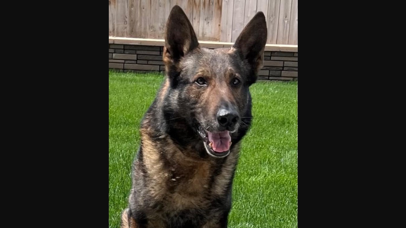 Missing Calif police K9 found dead after escaping handlers garage Missing Calif police K9 found dead after escaping handlers garage