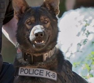 Pictured is Argo.