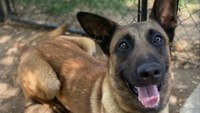 'Our dog saved the lives of the officers and citizens': Calif. K-9 killed in shooting