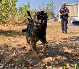 In this Sept. 6, 2018, photo, Portland Police K-9 Officer Shawn Gore gives commands to police dog Jasko, in Portland, Ore.