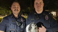 Video: Mo. officers detain lemur with a towel after foot pursuit