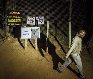 A man walks past warning signs at the Lion Park, near Johannesburg, Monday June 1, 2015 where a lion killed an American woman and injured a man driving through a private wildlife park a park official said. The attack occurred when a lioness approached the passenger side of the vehicle as the woman took photos and then lunged, said Scott Simpson, assistant operations manager at the Lion Park. (AP Photo)
