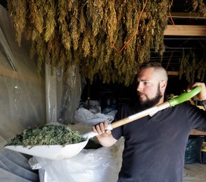 Trevor Eubanks, plant manager for Big Top Farms, shovels dried hemp as branches hang drying in barn rafters overhead at their production facility near Sisters, Ore. (AP Photo/Don Ryan)