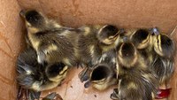 Mass. trooper rescues ducklings from storm drain
