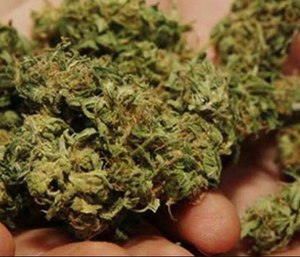 A Connecticut man whose bid to become a firefighter in the state's largest city was rejected because he uses medical marijuana has sued. (Photo/AP)