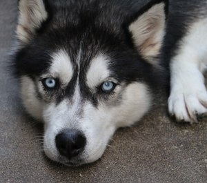 The husky that started the fire (not pictured) was not harmed during the incident. (Photo/Mohsen Pourbohlool, Unsplash)