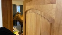 'No way anybody's gonna believe this': Alaska firefighters rescue moose from basement