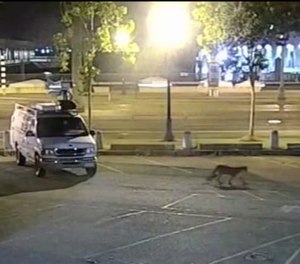 In this image from surveillance camera video provided by KGO-TV/ABC7, a young mountain lion wanders through the station's parking lot in San Francisco Tuesday, June 16, 2020.