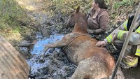 Horse who fell 50 feet down a creek saved by LEOs, firefighters