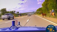 Moove over! Mich. State Police's dashcam captures moment cow is captured on freeway