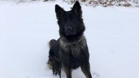 Mich. state police K-9 finds woman who was missing after crash for 2 days
