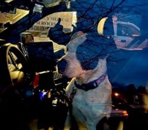 This image shows the dog who helped an off-duty cop find its owner, who was missing after crashing in the woods.