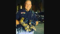 Texas police department’s ‘snake whisperer’ relocates an 8-foot boa named 'Bonnie'
