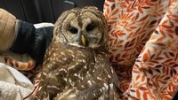Photos: Ga. firefighter-EMT rescues wounded owl