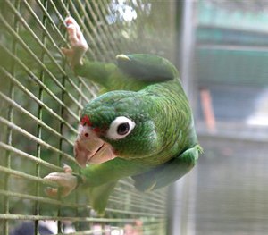 A parrot perches in its cage in the Rio Abajo Nature Preserve, Puerto Rico.