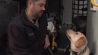 Service dog joins paramedic with PTSD on ambulance