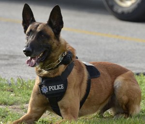 Veterinarian Paul McNamara's Odin's Fund is a nonprofit that teaches first responders how to treat police dogs that are injured on the job. (Photo/Green Bay Police Dept.)
