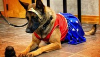 Photo of the Week: K-9 tricks for treats