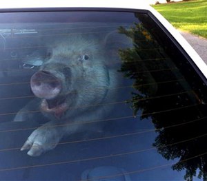This May 28, 2015 photo shows a stray pig in then back of police vehicle in suburban Detroit.
