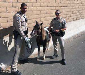 In this Sept. 29, 2019 photo provided by California Highway Patrol, Santa Fe Springs, CHP officers Rico Lawson, left, and Jacqueline Sicara stand along the side of the freeway with a pony after it went loose and was struck by a hit-and-run driver on a Los Angeles-area freeway, leaving the small horse slightly injured.