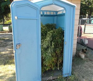 This photo provided by Rogue River Police Dept., shows marijuana plants inside a portable toilet. (AP Photo/Rogue River Police Dept.)