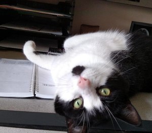 Po is a black-and-white tom who showed up hungry at our back door two years ago wearing a small dog collar. (Photo/Mike Rubin)