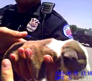 In this still image taken from video captured by a body-worn camera, police officers save a puppy who was left in a hot car.