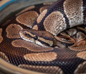 It turns out ball pythons, while not poisonous, have 80 or so short, but sharp inwardly facing teeth.