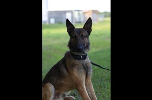 The Polk County Sheriff's Office says the K-9 deputy had been feeding the dog, Recon, for about a week while the dog's normal handler was out of town.