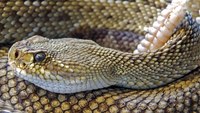 New drug could stall deadly symptoms of rattlesnake bite