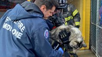 Photos: Seattle firefighters rescue 115 dogs from pet daycare fire
