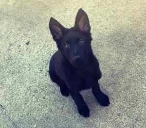 Parsons Police say three-month-old 'Ranger,' an officer's personal pet, was found killed last week.