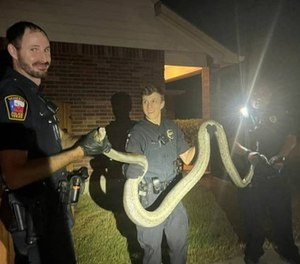 Police in Cibolo, Texas wrangled a 10-foot python in Texas