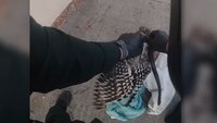 Video shows Fla. deputy intervening in tense battle between hawk and snake