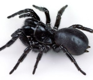 The Institute is the world’s leading research group developing venom-based drugs, with more than 600 venoms in its collection. (Photo/TheBluntDissection.org)