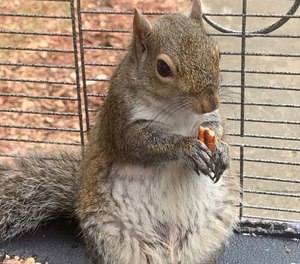 In this June 2019 file photo released by the Limestone County Sheriff's Office, a squirrel is shown in a cage, in Ala. (Limestone County Sheriff's Office via AP, File)