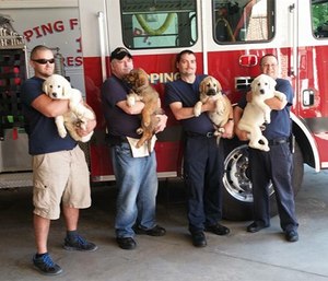 Hero Pups started placing dogs in 2012 and the rest, as they say, is history.