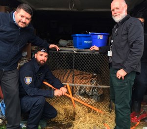 This undated photo shows a tiger in Houston. Houston police say some people who went into an abandoned home to smoke marijuana found a caged tiger. They called the city on Monday, Feb. 11, 2019, and the major offender animal cruelty unit and animal shelter volunteers arrived on the scene.